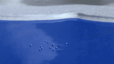 Black And White Penguin Floating In Blue Pool GIF
