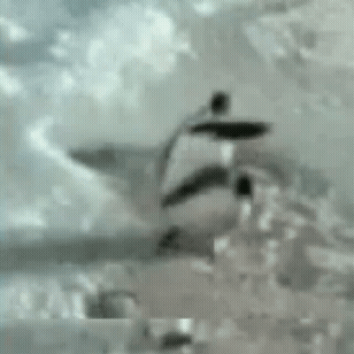 Black And White Penguin On Rock In Water GIF