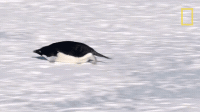 Black And White Penguin Walking Through Snow GIF