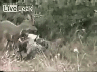 Black And White Person Laying In Grass Live Leak GIF