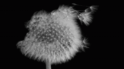 Black and White Photo of a Dandelion