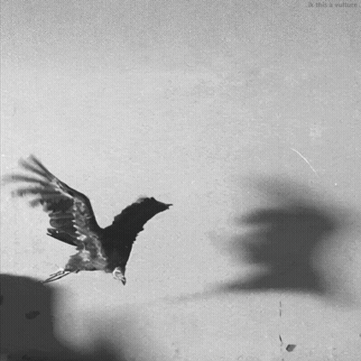 Black And White Photo Of Bird Flying Saying Ik This A Vulture GIF