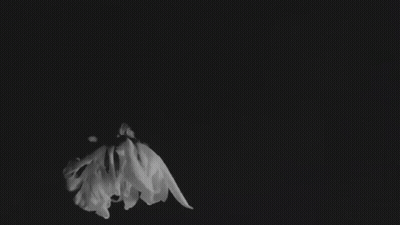 Black And White Photo Of Children Playing GIF