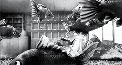 Black And White Photo Of Fish Group GIF