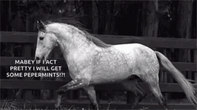 Black And White Photo Of Horse Running In Field With Fence GIF