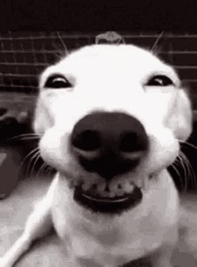 Black And White Photo Of Smiling Dog With Mouth Open GIF