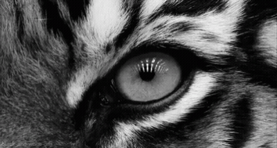 Black And White Photo Of Tiger Eye GIF