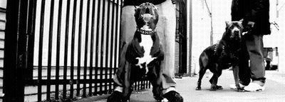 Black And White Photo Of Two Dogs On Sidewalk GIF