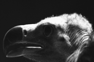 Black And White Photo Of Vulture Head And Neck GIF