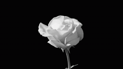 Black And White Photo Of White Rose GIF