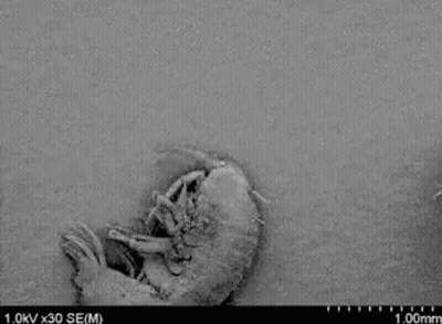 Black And White Photo Of Wood In Dirt GIF
