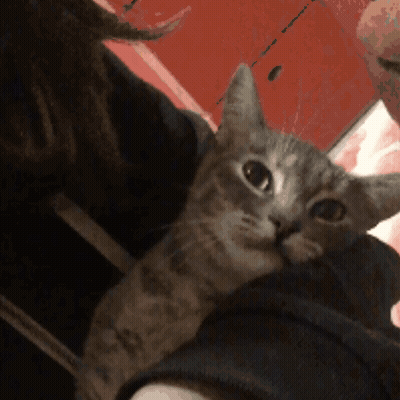Black And White Photo Saying Why Are You Grey GIF