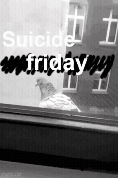 Black And White Pigeon In Front Of Window GIF
