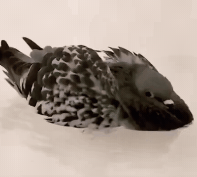 Black And White Pigeon Laying On Back GIF