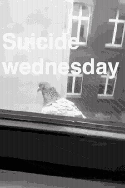 Black And White Pigeon Looking Out Window GIF