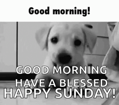 Black And White Puppy Good Morning! GIF