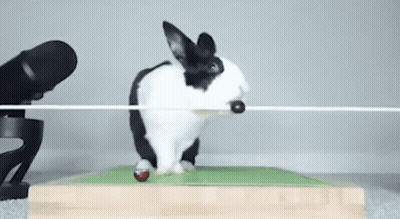 Black And White Rabbit Jumping GIF