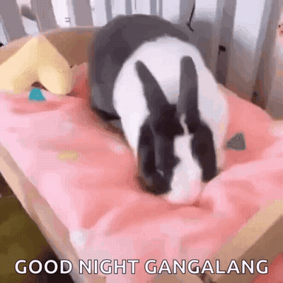 Black And White Rabbit Laying On Bed Saying Good Night Gangalang GIF