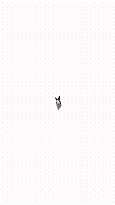 Black And White Rabbit Looking At Camera GIF