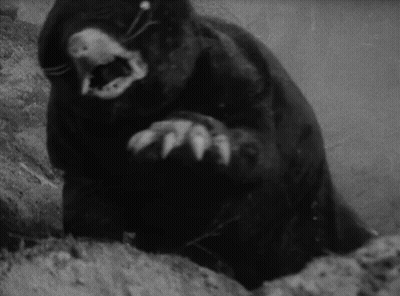 Black And White Rat Crawling Out Of Ground GIF