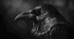 Black And White Raven Close Up GIF