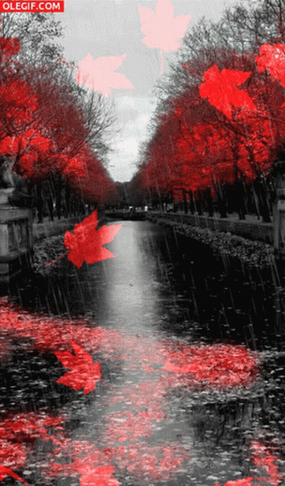 Black and White River With Red Floating Leaves