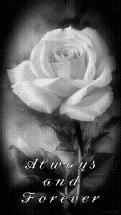 Black And White Rose Always And Forever GIF