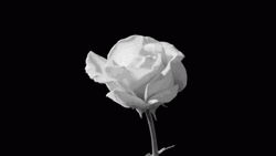Black And White Rose Bloom GIF
