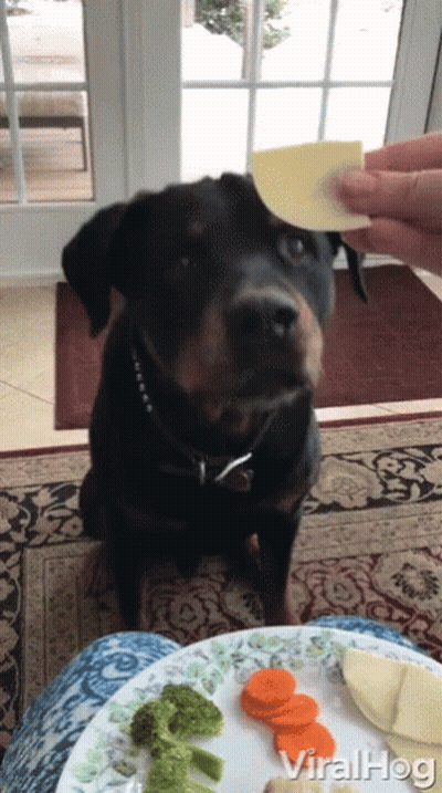 Black And White Rottweiler Puppy Lying On Hind Legs GIF