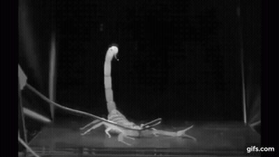 Black And White Scorpion In Tank GIF