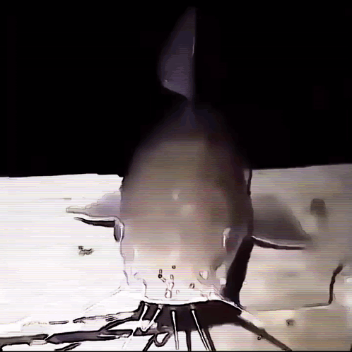 Black And White Shark Saying Shark GIF