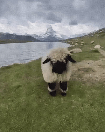 Black and White Sheep in Grassy Field Near Lake