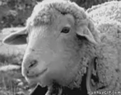 Black And White Sheep Looking At Camera In Field GIF