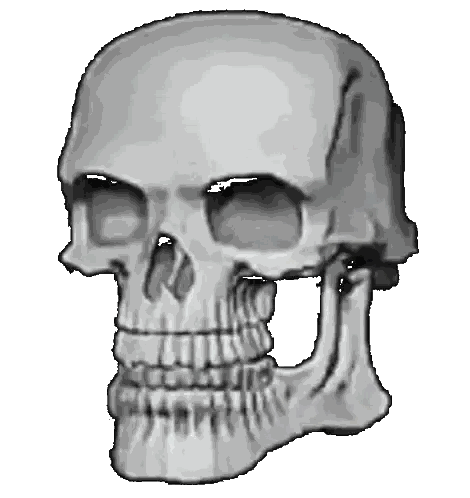 Black And White Skull Drawing Sticker
