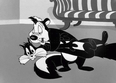Black And White Skunk And Cat Fighting GIF