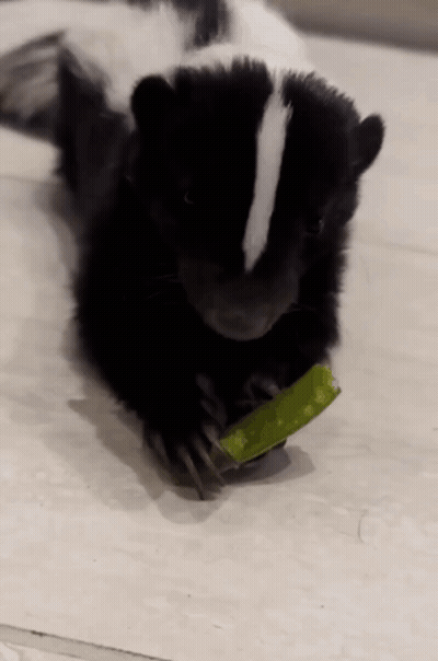 Black And White Skunk Eating Cucumber GIF