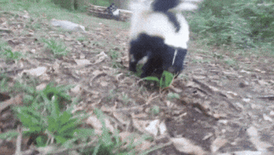 Black and White Skunk on Pile of Leaves