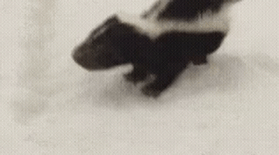 Black And White Skunk Walking Snow GIF
