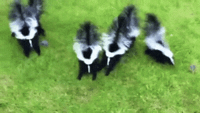 Black And White Skunks Standing GIF