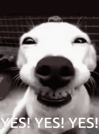 Black And White Smiling Dog Saying Yes Yes Yes GIF