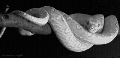 Black And White Snake Curled Up On Branch GIF