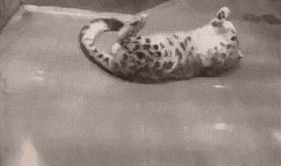 Black And White Snake Swimming GIF