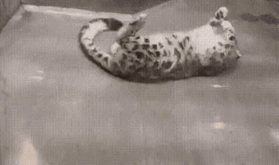 Black And White Snow Leopard Laying In Bathtub GIF