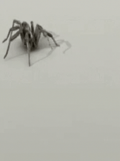 Black And White Spider Crawling GIF