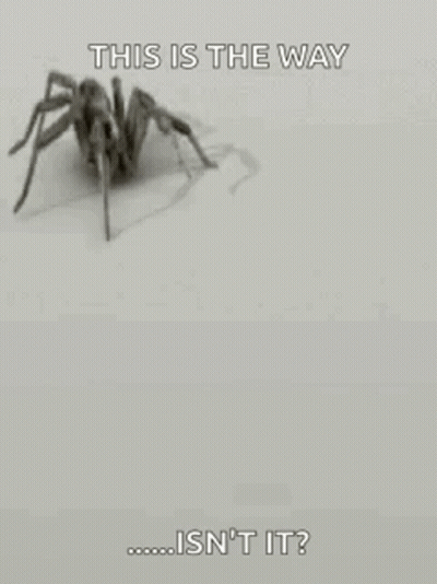 Black And White Spider This Is The Way Isn't It GIF