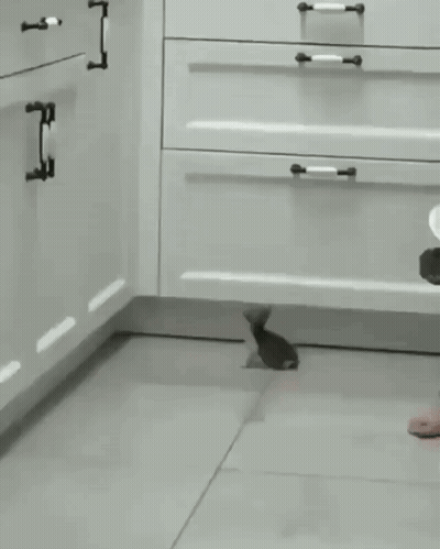Black And White Squirrel Sitting In Kitchen GIF