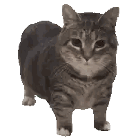 Black And White Striped Cat Sticker