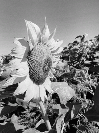 Black And White Sunflower With Blue Sky GIF