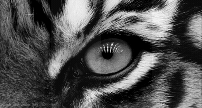 Black And White Tiger Eye GIF