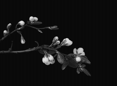 Black And White Tree Branch With Flowers GIF